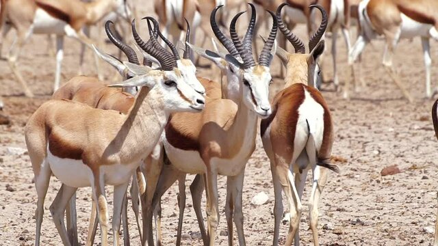 Close Up Of Adult Springboks At Etosha National Park In Namibia, Africa.