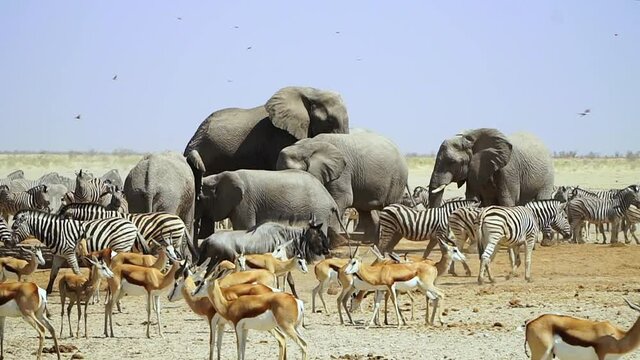 Birds Flying Over Herd Of Wild Animals In Etosha National Park, Namibia. wide