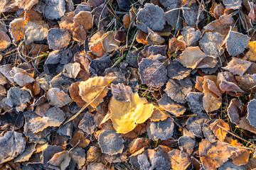 Fallen autumn leaves are covered with frost. Autumn colors. Background from leaves.