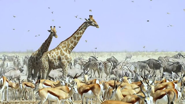Group Of Wild Animals Gathered At The Field In Etosha National Park, Namibia, Africa. wide