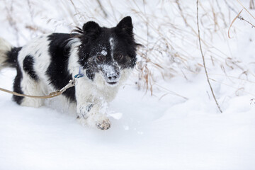 Black and white furry dog in snow field at winter