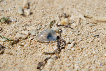 カツオノエボシ