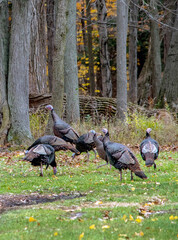 Wild turkeys in Michigan USA play in a rural backyard