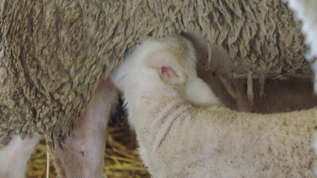 close-up of a young lamb drinks milk from the udder of a mother sheep in a barn on a straw. Maternal instinct