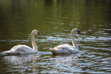 Two graceful white swans swim in the dark water.