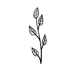 Branch of plant. Leaves in line style. Black and white natural illustration. Minimalism and simple flora.