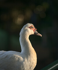Muscovy duck close up 