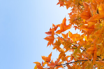 紅葉した公園の木