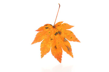 red autumn leaves, seasonal background