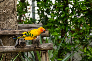 Rosy-faced lovebird perches on branch