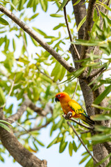 Rosy-faced lovebird perches on branch