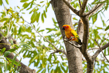 Rosy-faced lovebird perches on branch