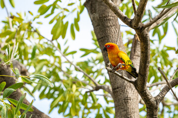 Rosy-faced lovebird perches on branch