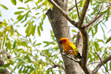 Rosy-faced lovebird perches on branch