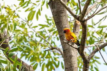 Rosy-faced lovebird perches on branch