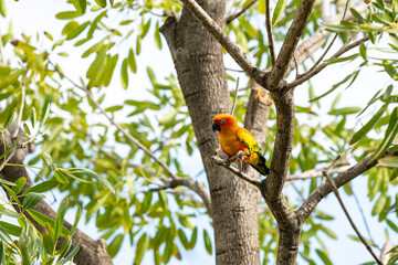 Rosy-faced lovebird perches on branch