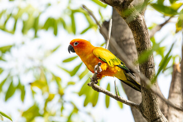 Rosy-faced lovebird perches on branch