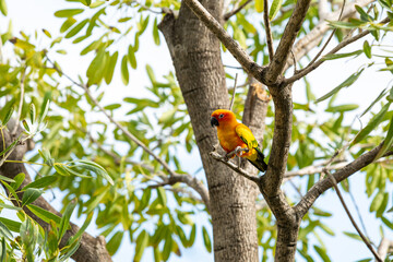 Rosy-faced lovebird perches on branch