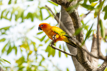Rosy-faced lovebird perches on branch