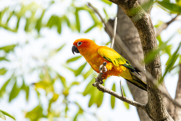 Rosy-faced lovebird perches on branch