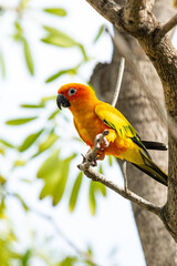 Rosy-faced lovebird perches on branch