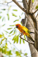 Rosy-faced lovebird perches on branch