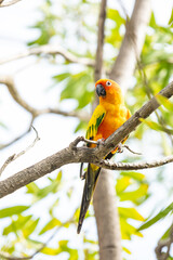 Rosy-faced lovebird perches on branch