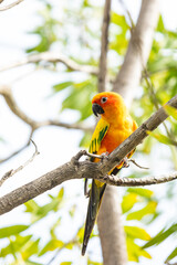 Rosy-faced lovebird perches on branch