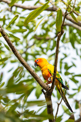 Rosy-faced lovebird perches on branch