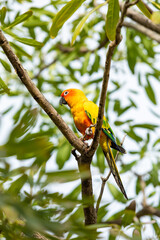 Rosy-faced lovebird perches on branch