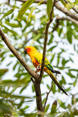 Rosy-faced lovebird perches on branch