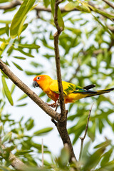 Rosy-faced lovebird perches on branch
