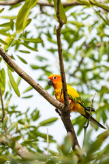 Rosy-faced lovebird perches on branch