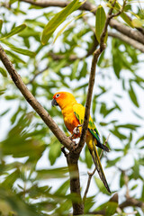 Rosy-faced lovebird perches on branch