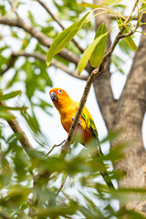 Rosy-faced lovebird perches on branch