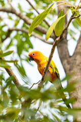 Rosy-faced lovebird perches on branch