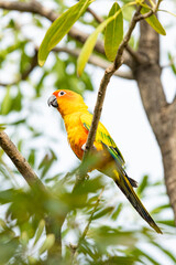 Rosy-faced lovebird perches on branch