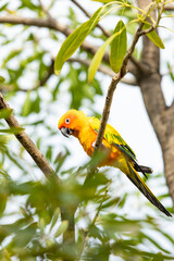 Rosy-faced lovebird perches on branch