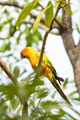 Rosy-faced lovebird perches on branch