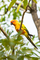 Rosy-faced lovebird perches on branch