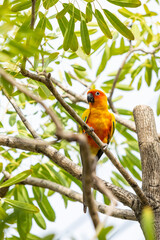 Rosy-faced lovebird perches on branch