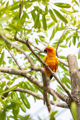 Rosy-faced lovebird perches on branch