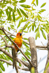 Rosy-faced lovebird perches on branch