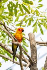 Rosy-faced lovebird perches on branch