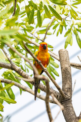 Rosy-faced lovebird perches on branch