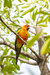Rosy-faced lovebird perches on branch