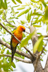 Rosy-faced lovebird perches on branch