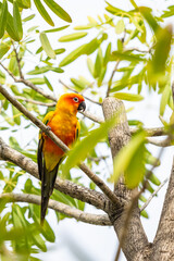 Rosy-faced lovebird perches on branch