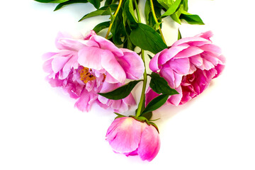 isolated on white background flowers peonies pink color