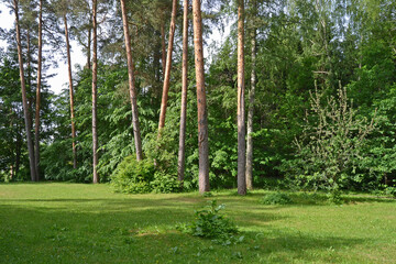 Summer green grassland and trees in park